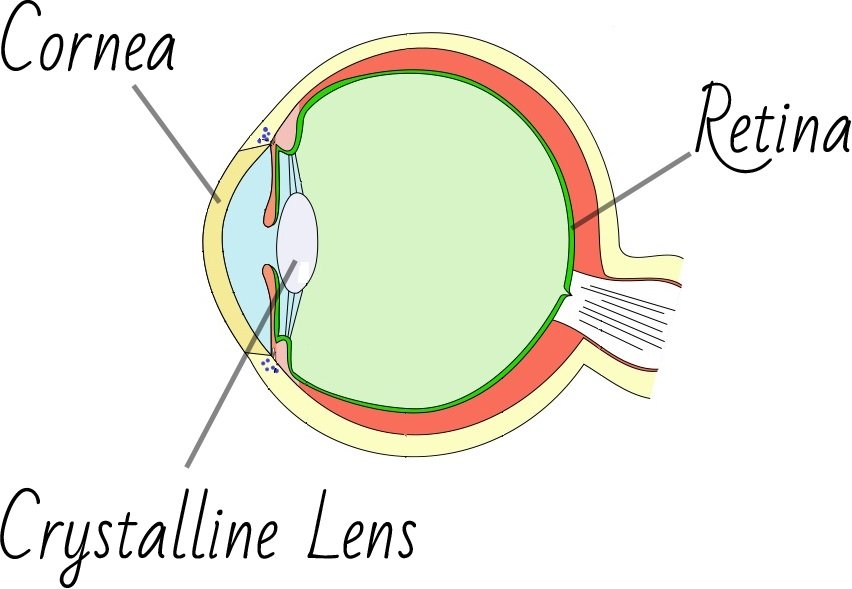 Eye Diagram Labelled Cornea Lens Retina