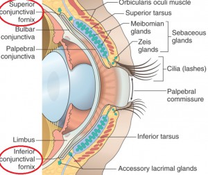 Why A Contact Lens Can Not Get Stuck In Your Eye - Conjunctival Fornix