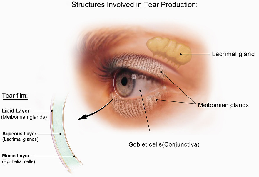 Diagrame of the glands of the eye